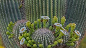 Nocturnal opening of the flowers, nocturnal. Saguaro Cactus Flowers Coronado National Forest Arizona Usa C Jack Dykinga Minden Pictures Bing Everyday Wallpaper 2020 03 02