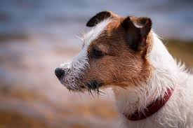 All dogs entering rescue are either temporarily placed in a foster home or must remain with their owners until a suitable home can be found. The Bold And Lovable Jack Russell Terrier K9 Web
