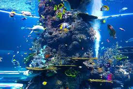 Les aquariums permettent de voir ces espèces mystérieuses. Aquarium De La Rochelle Visite Et Infos De L Aquarium De La Rochelle