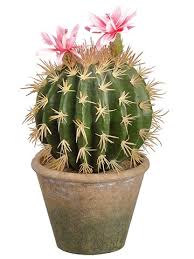 Create your very own unique cactus plant with these cactus coloring pages! 10 5 Flowering Barrel Cactus In Paper Mache Pot Green Pink Silk Flower Depot