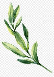 We did not find results for: Watercolor Leaf Leaves Painting Green Download Hq Png Painting Of Leaves Transparent Png 1328x1836 56411 Pngfind