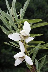 Image result for Antizoma angustifolia