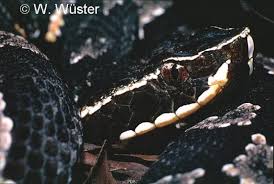 Image result for Agrostis taylorii