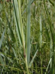 Image result for Agrostis pilgeriana