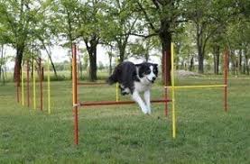 Wir zeigen euch die besten agility sets für wenn außenstehende an agility für hunde denken, dann denken viele an einen hund, der unter zeitdruck. Agility Gerate Und Sets Die 5 Besten Im Vergleich