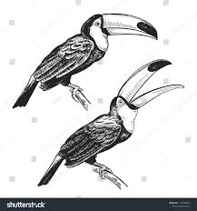 Bird With Large Beak Toucan Hand Drawing Of Bird From Wild Black Figure On White Background Vector Illustration Vintage Engraving Styl Bird Drawings Black Figure Tropical Birds