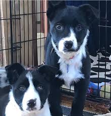 We focus on active dogs that face euthanization or are considered unadoptable in other areas of the country, but are in high demand in colorado's mountain communities. Mountain Pet Rescue Startsida Facebook