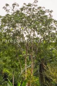 Image result for Parkia