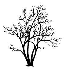 Image result for venturia saliciperda willow tree