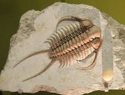 Study Sudden Explosion Of Cambrian Period Animal Life Caused By A Cascade Of Events Science World Fossils Trilobite Trilobite Fossil