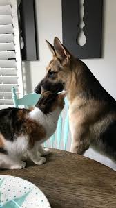 Creating the best living situation for a belgian malinois and cat. Pin By Mark Richardson On Cooper Belgian Malinois Belgian Shepherd Malinois