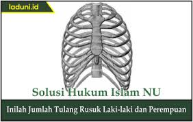 Check spelling or type a new query. Inilah Jumlah Tulang Rusuk Laki Laki Dan Perempuan Info Umum Laduni Id