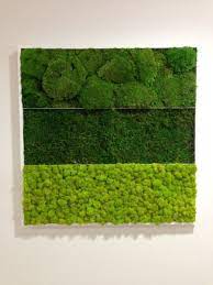 mos kader realisatie any green in 3 verschillende soorten gestabiliseerde mossen groene muren mos achtergrond mos wand