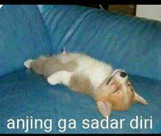 Rein wear anjing gak nyambung custom kaos murah shopee via shopee.co.id. 57 Ide Anjing Anjing Meme Anjing Lelucon Lucu