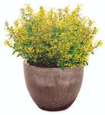 Image result for Cyanotis caespitosa