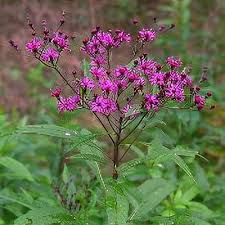 Image result for Vernonia lampropappa