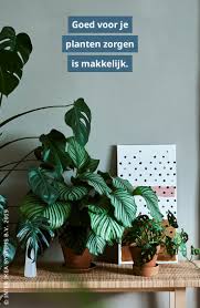 Pin Op Kamerplanten