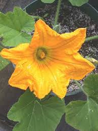 Image result for Cucurbitaceae