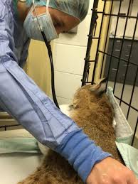 Jenn gaudette of wilder suffered bite and scratch wounds in an attack from a bobcat, which was later killed by a game warden. Janet L Swanson Wildlife Hospital Photo Gallery Cornell University College Of Veterinary Medicine