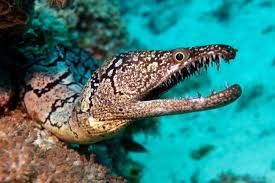 Image result for Mohria marginalis