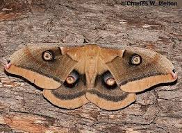 Image result for Otiophora multicaulis