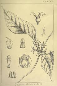 Image result for Telosma africana