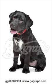 Black And Grey Spotted Dog Black Lab Puppy With White Spot Dog Stock Photos From Go Graph Black Labrador Puppy Black Labrador Labrador Puppy