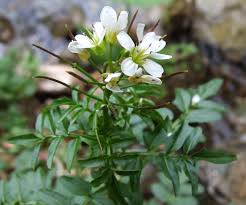 Image result for Cardamine