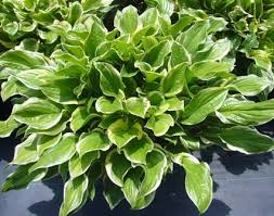 Planting Hostas From Seeds | Blind Pig And The Acorn