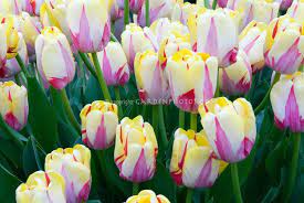 Tulip World Expression Striped Red And Cream Yellow Masses Of Flowers Spring Flowers Images Flower Stock Photography Planting Tulips