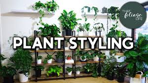 We did not find results for: China Doll Plant Care Tips Radermachera Sinica Youtube