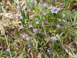 Image result for Elytraria