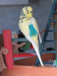 Never Found Budgerigar Cranbourne North Victoria Vic Australia L43780 Losing A Pet Budgerigar Parrot