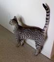 Savannah Cat Breed Information, Pictures, Characteristics ...