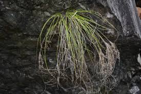 Image result for Fimbristylis squarrosa