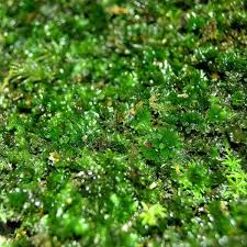 Image result for Crepidomanes