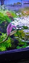 Image result for Syngonanthus robinsonii