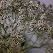 Image result for Limonium