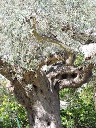 True Stories | Knight of Verona | Page 2