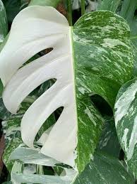 Monstera Deliciosa Bont Medium Eenvoudig En Snel Online Bestellen Monstera Gatenplant Kamerplanten