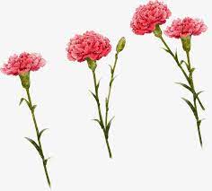 Cartoon Three Carnation Flowers Watercolor Flowers Paintings Watercolor Flowers Flower Painting