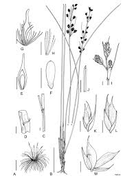 Image result for Coleochloa