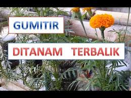 Maybe you would like to learn more about one of these? Cara Menanam Bunga Mitir Atau Marigold Dengan Cara Terbalik Youtube