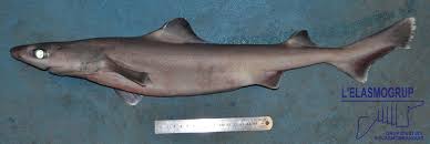 Pada tahun 2017, jumlah penduduknya mencapai 1.840.594 jiwa dengan luas wilayah 2.124,47 km² dan sebaran penduduk 866 jiwa/km². Centrophorus Granulosus Shark References