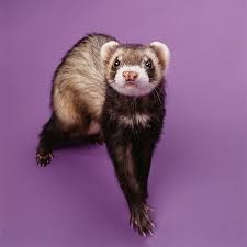 Can You Train Your Ferret To Use A Litter Box Pet Ferret Ferret Cute Ferrets