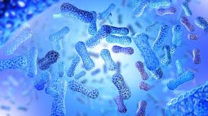 Probiotics paired with metformin could be a game-changer in type 2 diabetes  control