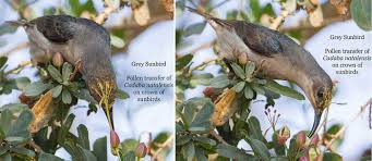 Image result for Cadaba natalensis