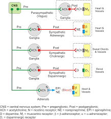 Cv Pharmacology Autonomic Ganglia