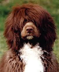 Two varieties, both single coats—curly has compact, cylindrical curls, somewhat lusterless/wavy falls gently in waves, has slight sheen colors: Portuguese Water Dog Clube Portugues De Canicultura