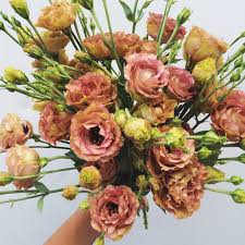 Five Tricks To Growing Fantastic Field Lisianthus Love N Fresh Flowers Lisianthus Brown Flowers Flower Farm